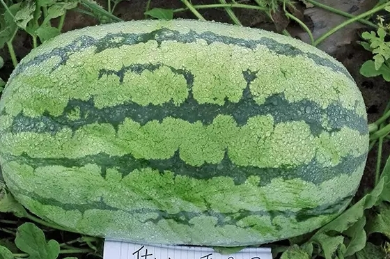 西瓜只為夏天而生嗎？