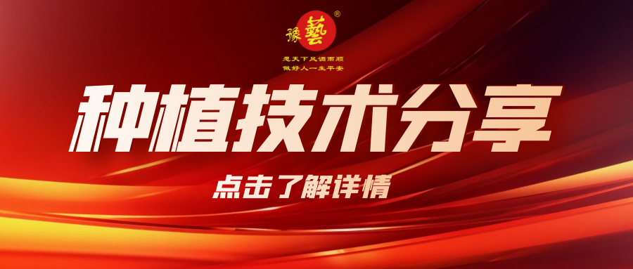 要想種出精品率高的胡蘿卜，這7點要注意！